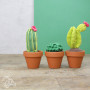 DIY/DIY set Cactussen haken