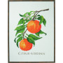 Permin borduurpakket Citrus-senensis 29x39cm